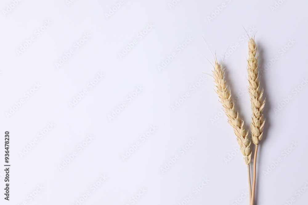 Dried wheat on a white background. Place for text, top viw Dried wheat on a white background. Place for text, top viw