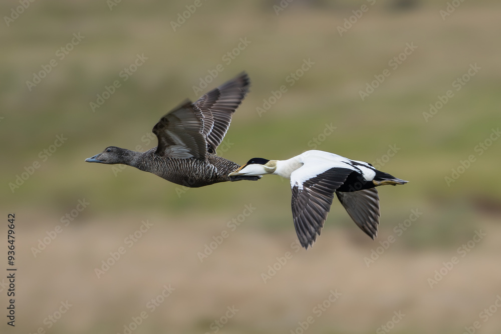 Common eiders, St. Cuthbert's duck, Cuddy's duck - Somateria mollissima female and male flying with meadow in background. Photo from Djupivogur in East Iceland. Common eiders, St. Cuthbert's duck, Cuddy's duck - Somateria mollissima female and male flying with meadow in background. Photo from Djupivogur in East Iceland.