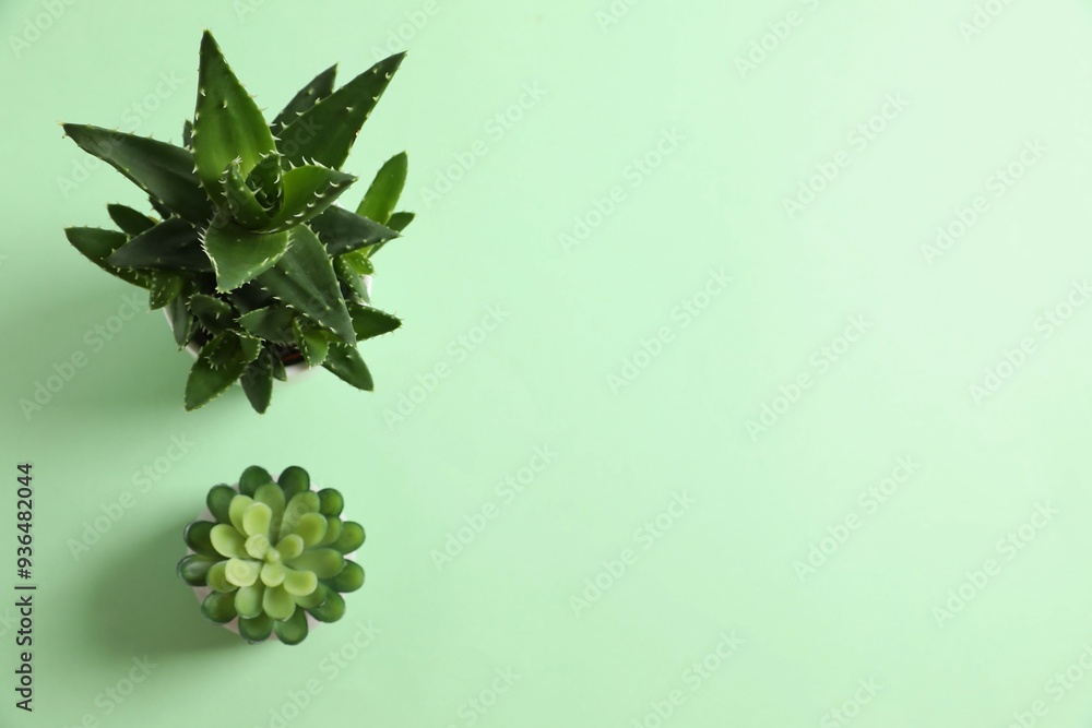 Various plants in pots on a color background Various plants in pots on a color background
