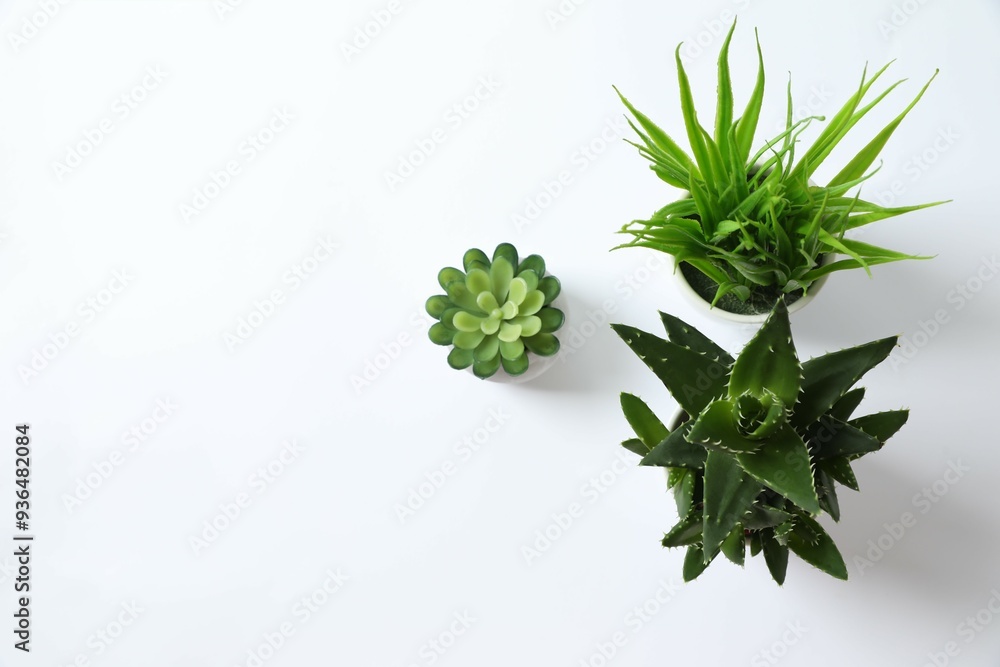 Fototapeta premium Various plants in pots on a white background