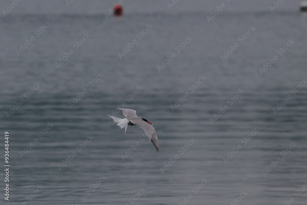 Naklejka premium tern in flight