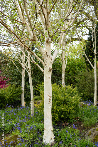 close-up of Betula utilis subsp. jacquemontii, West Himalayan birch
