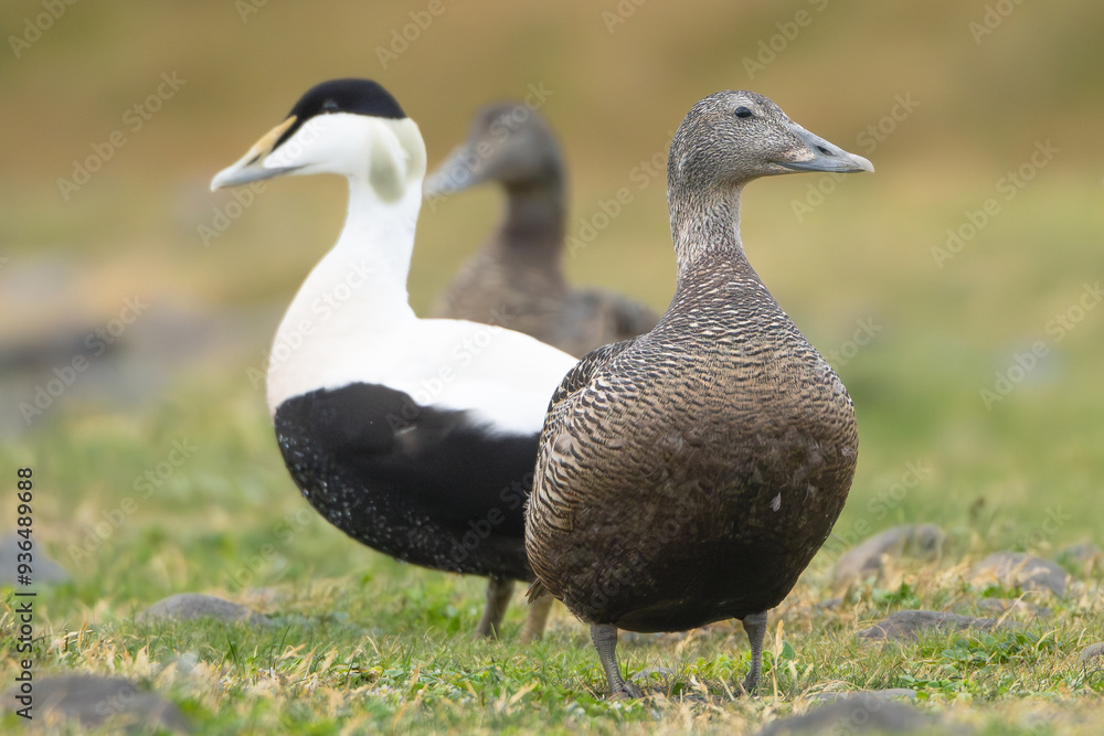 Pair of Common eiders , St. Cuthbert's ducks, Cuddy's ducks - Somateria mollissima, male and female on green grass. Photo from Djupivogur in East Iceland. Pair of Common eiders , St. Cuthbert's ducks, Cuddy's ducks - Somateria mollissima, male and female on green grass. Photo from Djupivogur in East Iceland.
