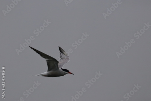 tern in flight