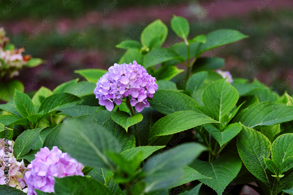 Purple and Pink Hydrangea Flowers stock photo, Colorful flower photo. Purple and Pink Hydrangea Flowers stock photo, Colorful flower photo.