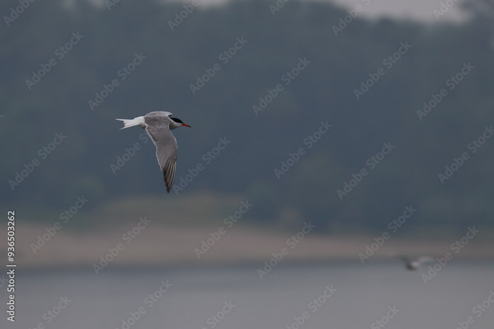 Fototapeta premium tern in flight