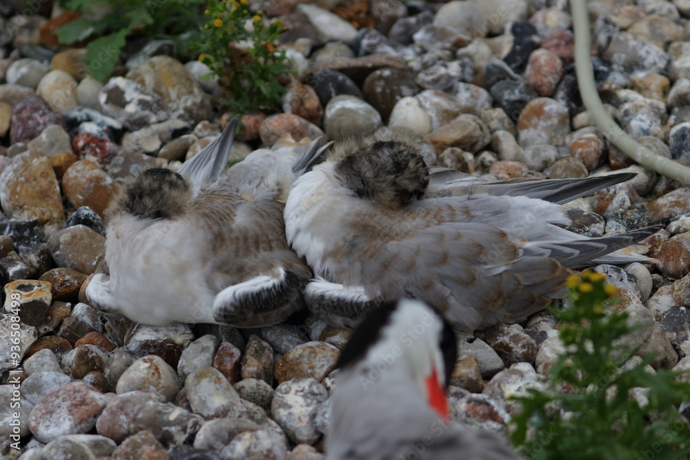 Obraz premium common tern