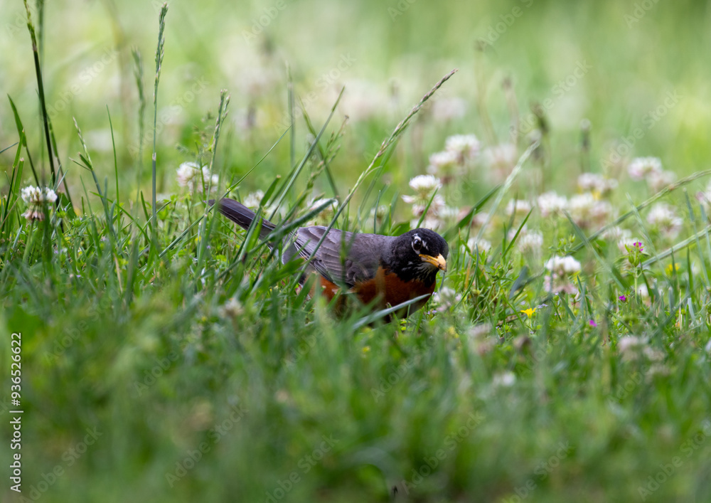 Robin in the Grass Robin in the Grass