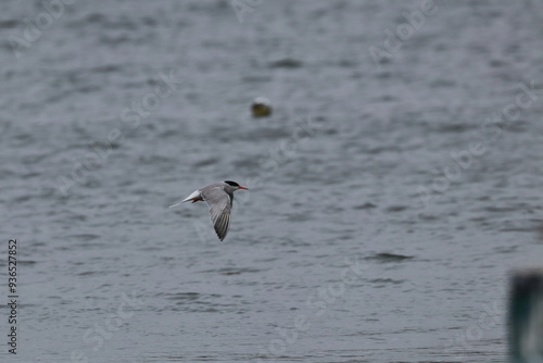 common tern