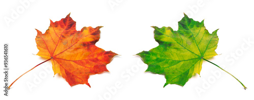 Orange and green autumn maple-leafs