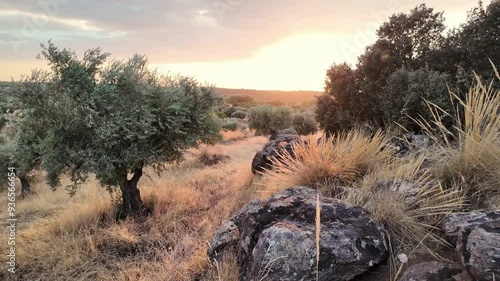 Paneo de cámara en un paisaje panorámico de campo en un olivar con espigas moviéndose por la brisa y el viento en un atardecer de verano