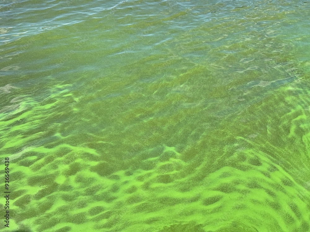 Fototapeta premium Eutrophication green river water with harmful algae cyanobacterium 