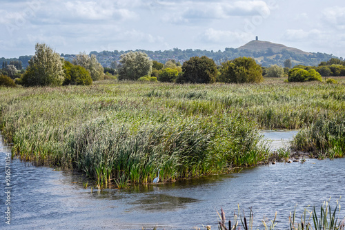 Great White Egret stalking prey in front of reedbed with Glatonbury Tor in background, Somerset, UK on 23 August 2024