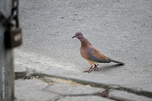 Laughing Dove walking on concrete street 