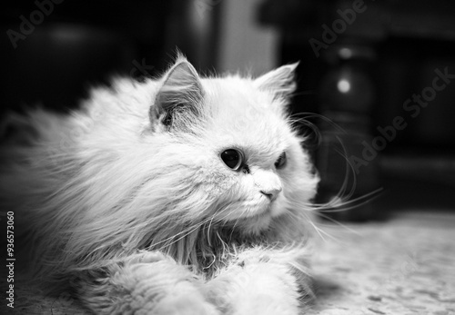 black and white Turkish Angora Cat