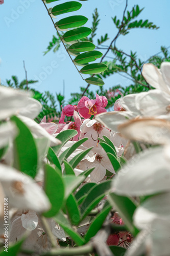 wild Cassia Nodosa Javanica roses bush