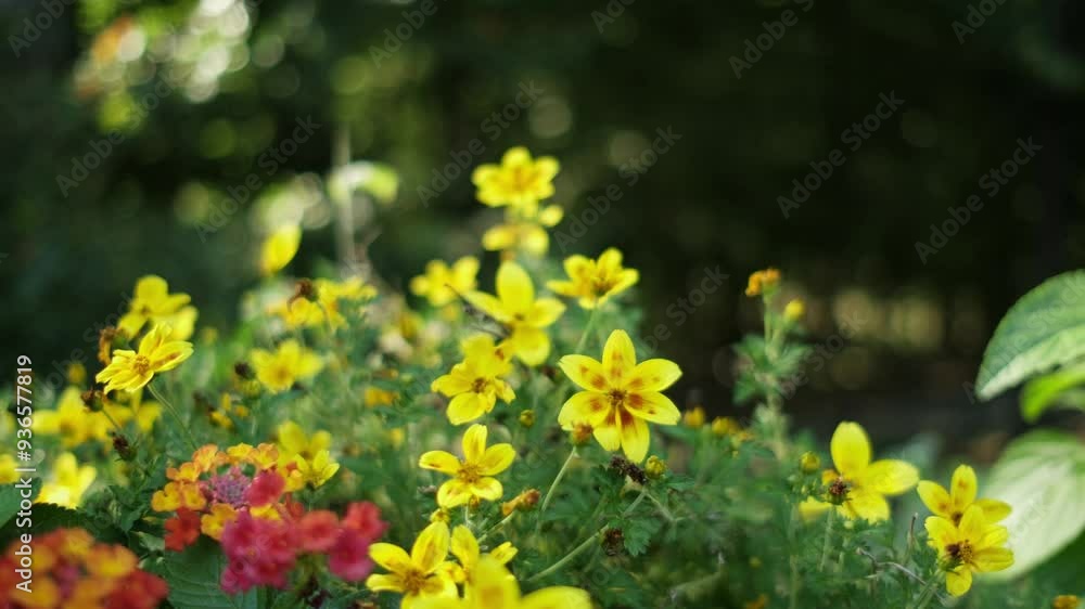 Yellow goldmarie flowers or Bidens ferulifolia in a pot. Floral background.
