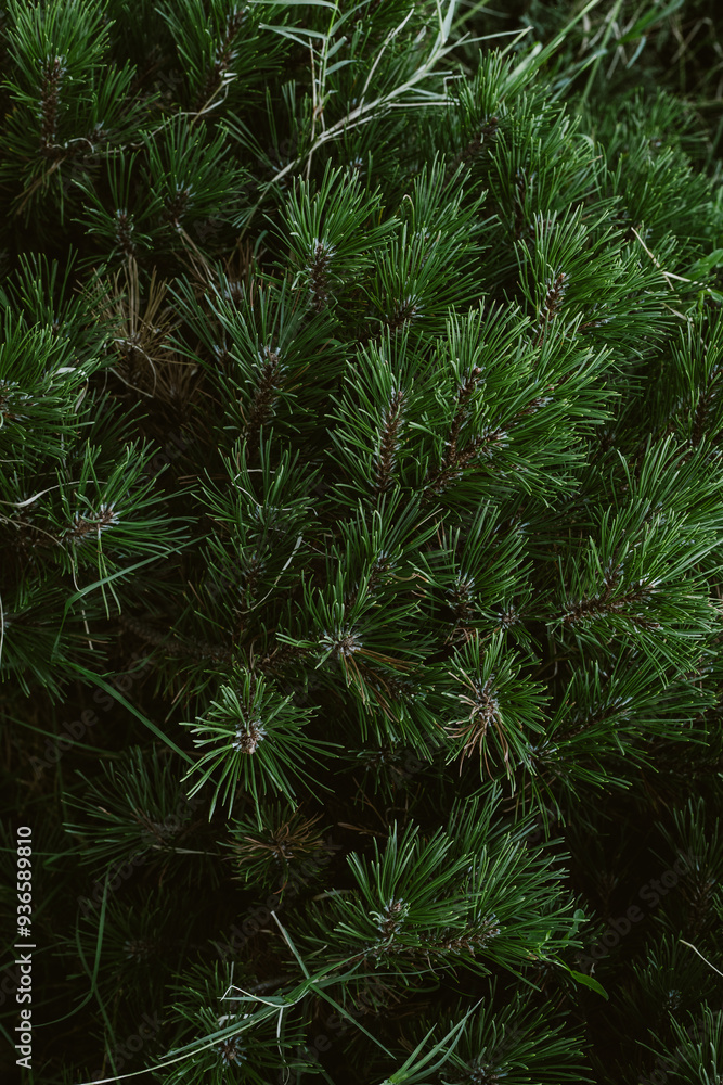 green pine branches background, dark mystery background green pine branches background, dark mystery background