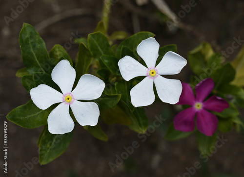 White periwinkle flowers