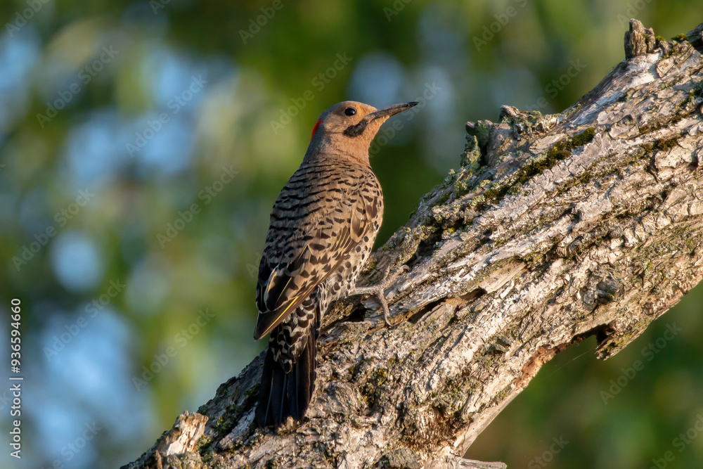 Obraz premium Northern Flicker 09