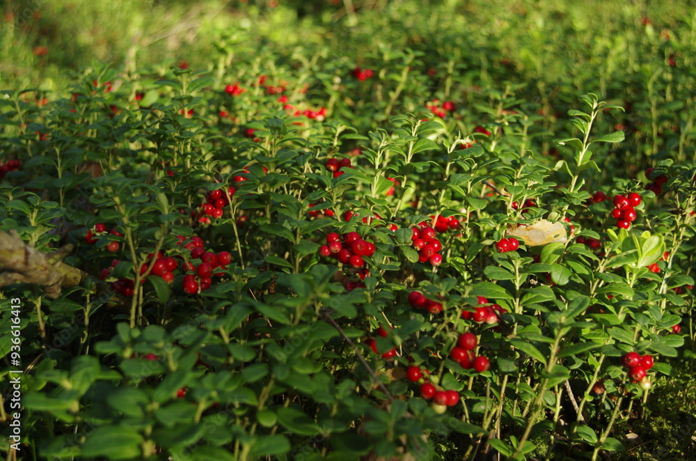 Obraz premium red and green