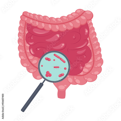 Digestive tract intestines with magnifying glass. Vector illustration on white background.