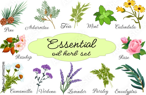 Set of essential oil herbs.Vector collection of herbs and plants for essential oils on a transparent background with text.