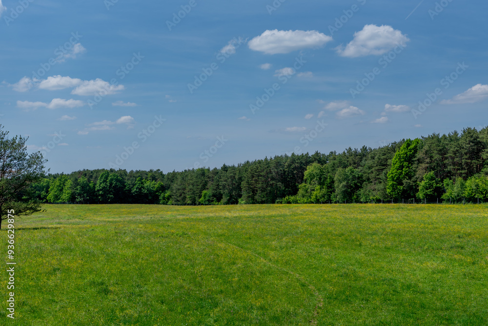 field with yellow flowers, green forest in the background. field with yellow flowers, green forest in the background.