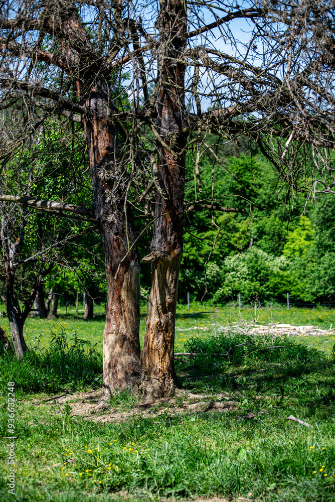 Tree stump stripped and damaged by deers in National park of Hungary. Tree stump stripped and damaged by deers in National park of Hungary.