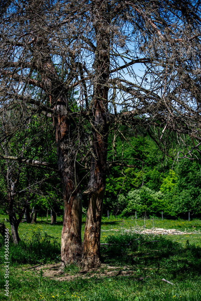 Fototapeta premium Tree stump stripped and damaged by deers in National park of Hungary.
