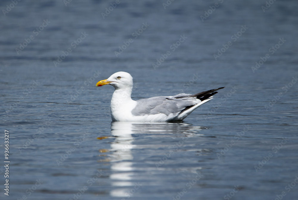 Bird in Water Bird in Water