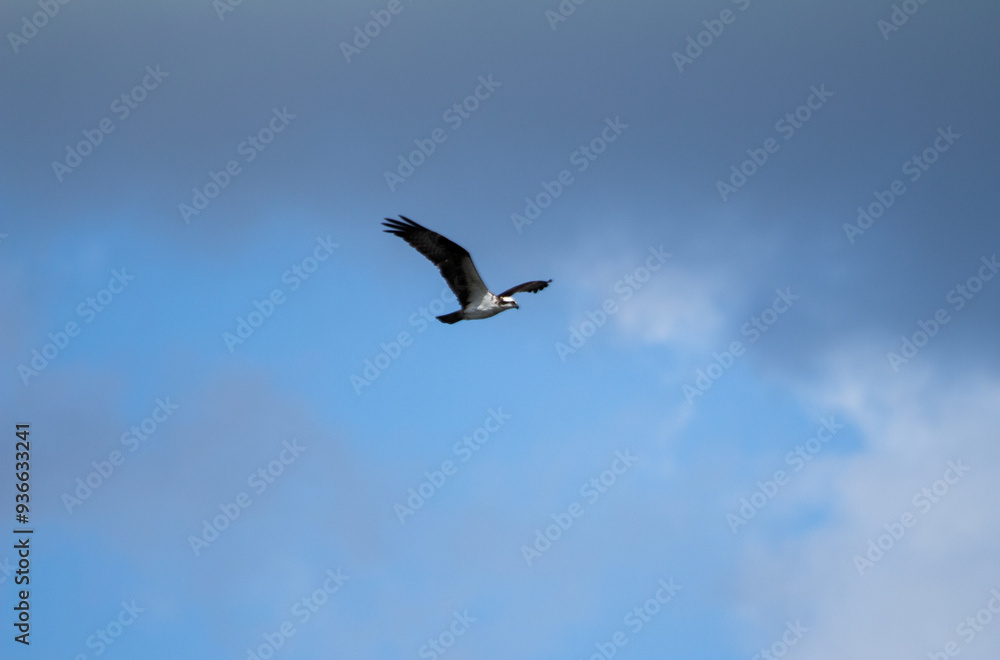 Seagull Flying Seagull Flying