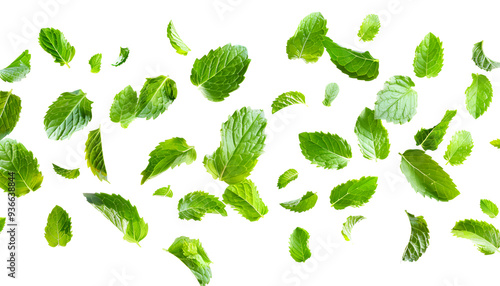 Fresh mint leaves, falling peppermint foliage isolated on white background with clipping path
