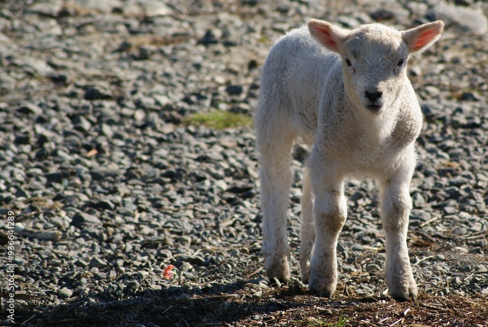 Obraz premium Lakeland Sheep, Derwent Water, Cumbria, England