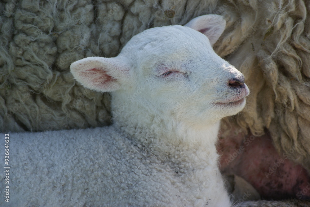Lakeland Sheep, Derwent Water, Cumbria, England Lakeland Sheep, Derwent Water, Cumbria, England