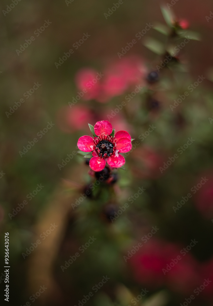 Beautiful red anemone flower growing outdoors, top view. Spring season Beautiful red anemone flower growing outdoors, top view. Spring season