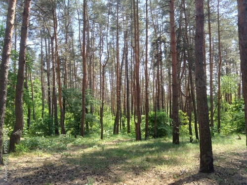 trees in the forest