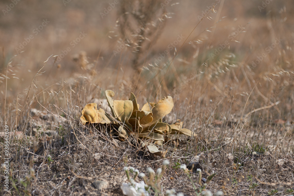 Brown, scenic and nature, with flower on ground in Bodrum, Turkey for growth or sustainability. Conservation, ecology and season with plant growing outdoor in natural environment or habitat location Brown, scenic and nature, with flower on ground in Bodrum, Turkey for growth or sustainability. Conservation, ecology and season with plant growing outdoor in natural environment or habitat location