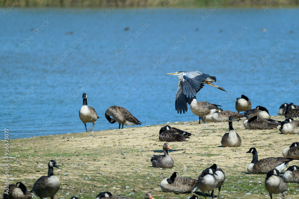 flying grey heron at wetland with canada goose and greylag goose on the ground flying grey heron at wetland with canada goose and greylag goose on the ground