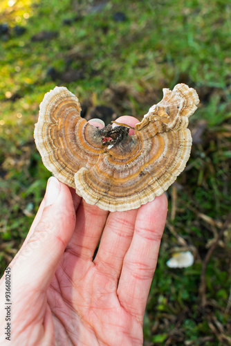 Wild Trametes versicolor (Turkey Tail) mushroom in Sao Francisco de Paula, South of Brazil photo