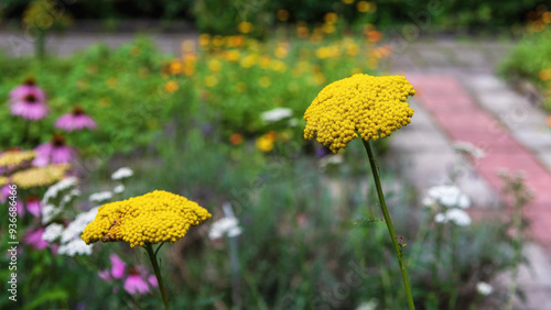 Yellow flowers of achillea filipendulina in the garden. photo