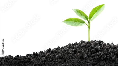 A Single Green Sprout Emerging from Dark Soil