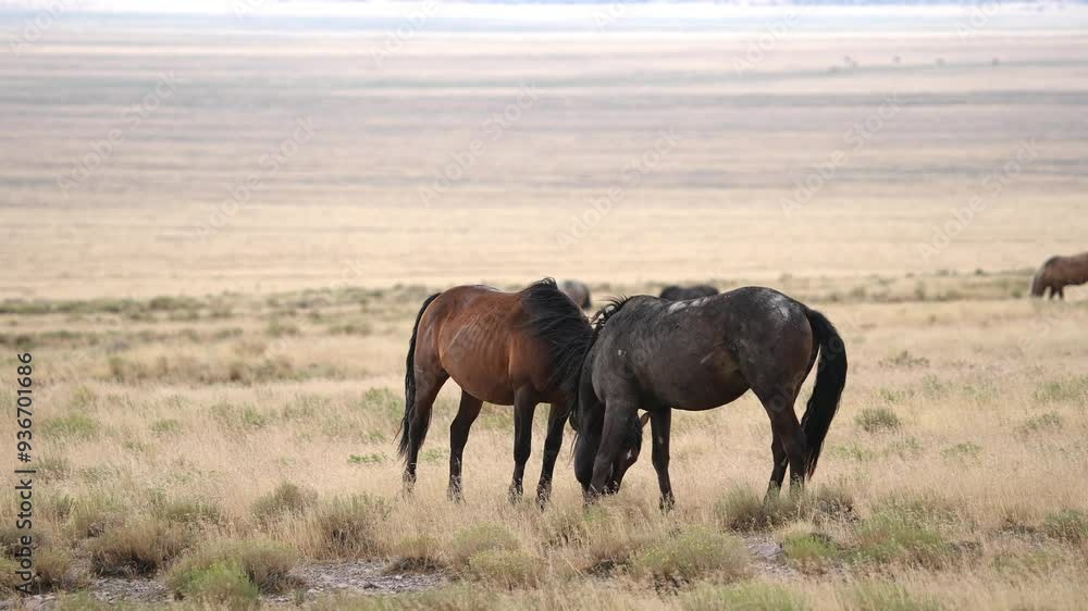 Wild horses in the Utah desert sizing each other up. Wild horses in the Utah desert sizing each other up.