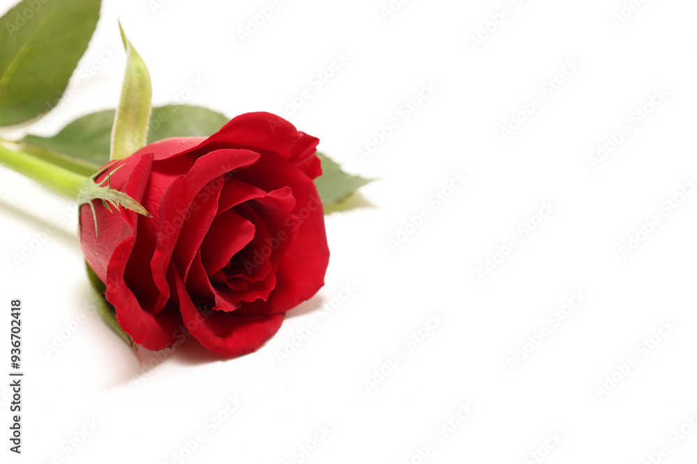 白背景の赤い薔薇 白背景の赤い薔薇
