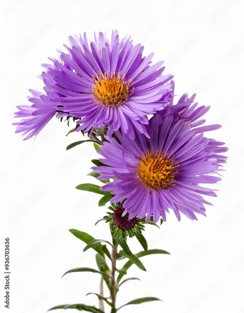 Twig of purple aster amellus flowers isolated on white Twig of purple aster amellus flowers isolated on white
