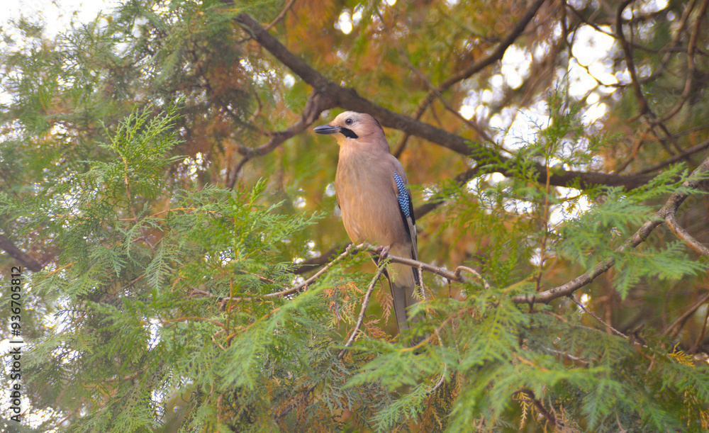 Jay bird on a tree in the forest