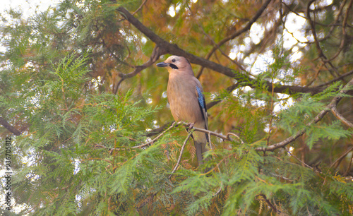 Obraz na płótnie Jay bird on a tree in the forest w salonie