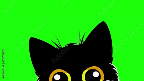 Black kitten peeking at the environment against a black background