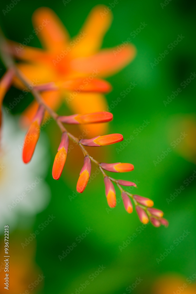 Fototapeta premium Photo of growing flowers in the garden