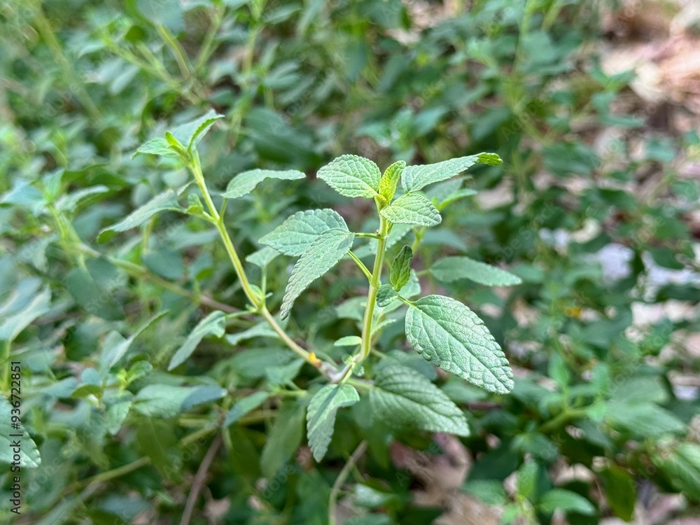 Mexican Bush Thyme - Growing Mexican Thyme in the Garden Mexican Bush Thyme - Growing Mexican Thyme in the Garden